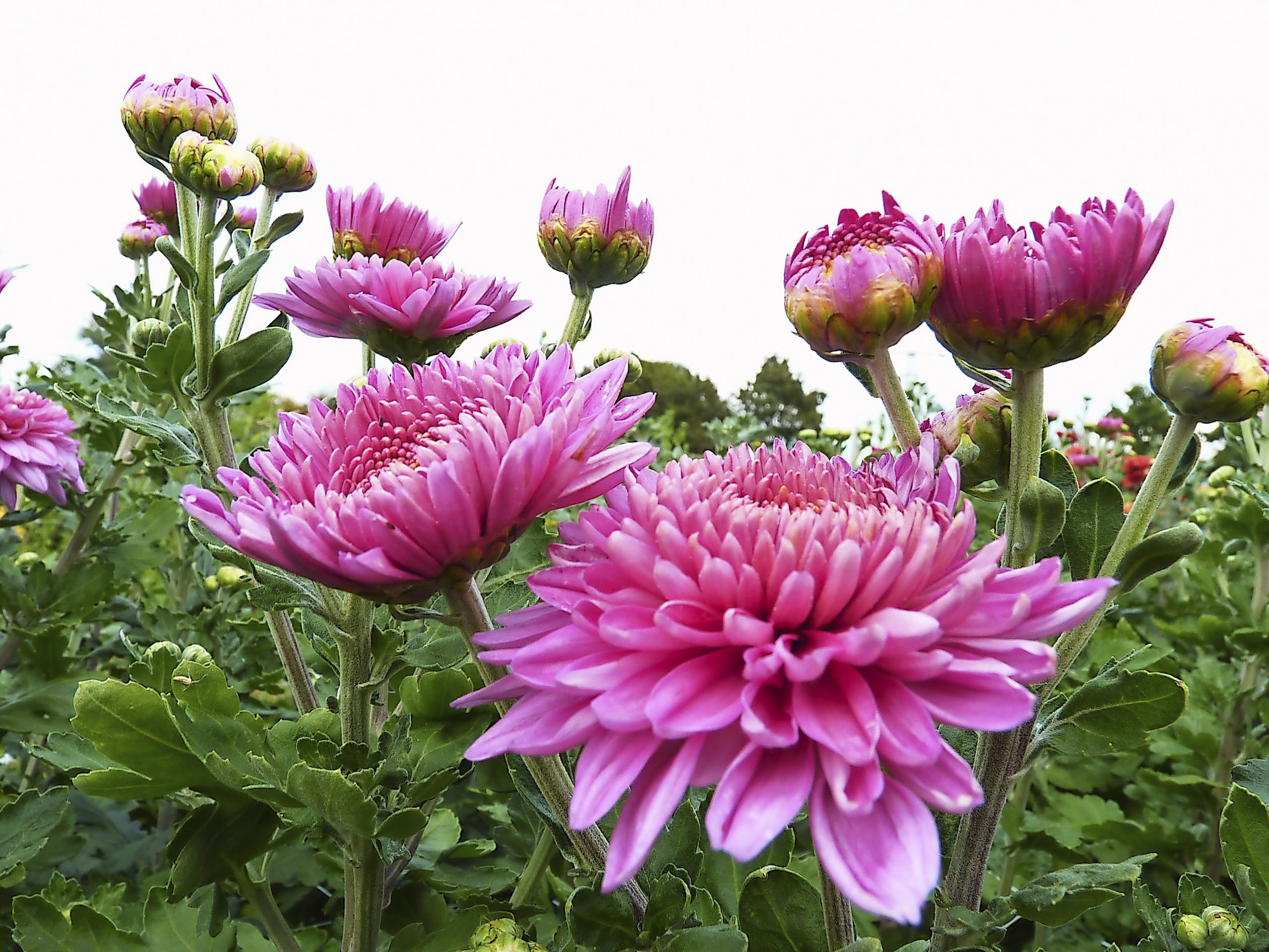 Wis7 19 Unternehmen Baer Chrysanthemen