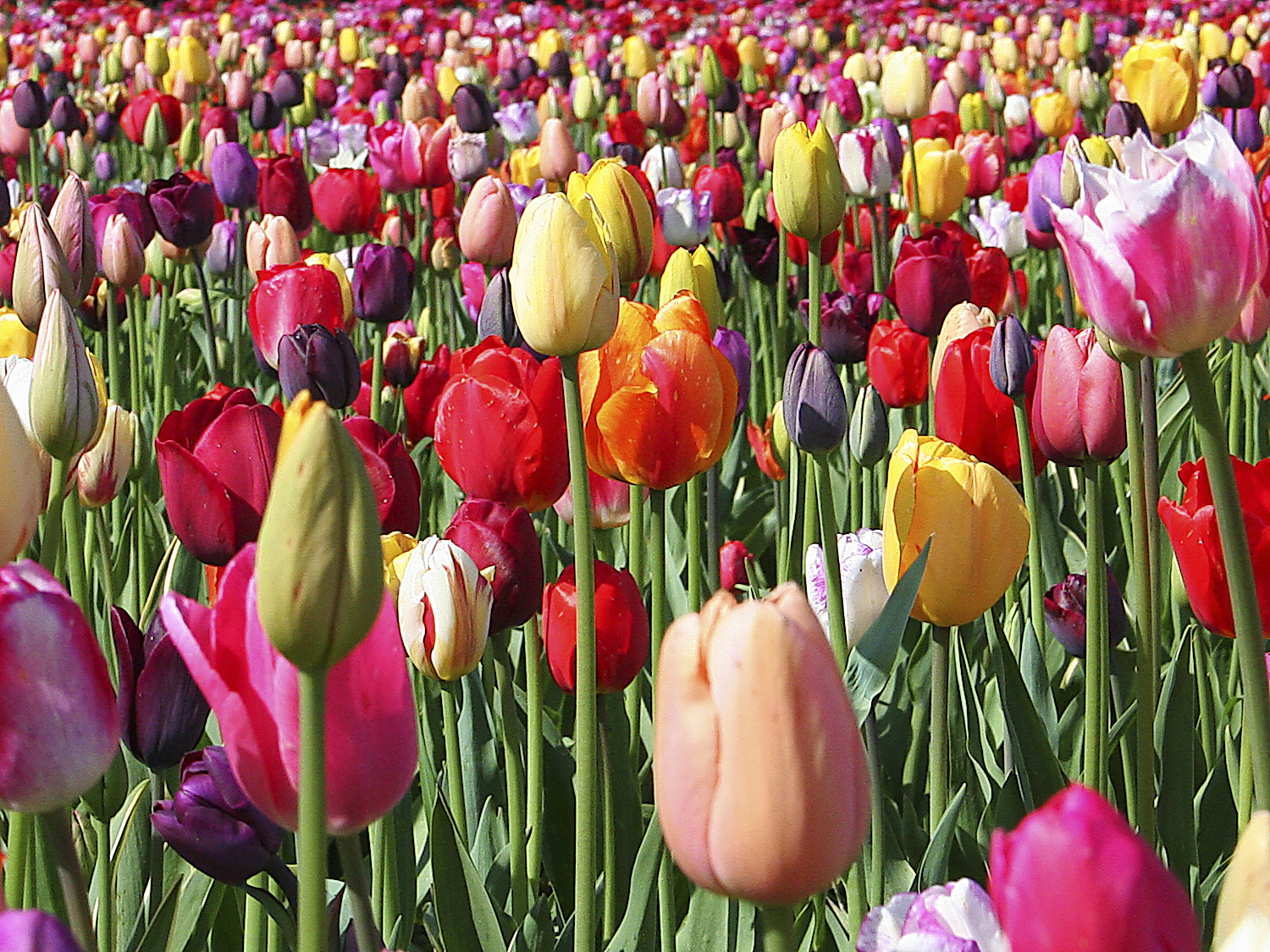 Wis7 19 Unternehmen Baer Tulpen