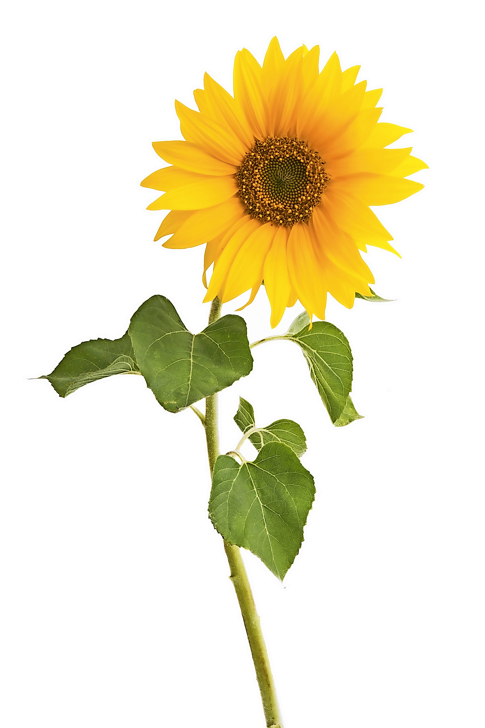 Wis7 19 Unternehmen Baer Sonnenblume