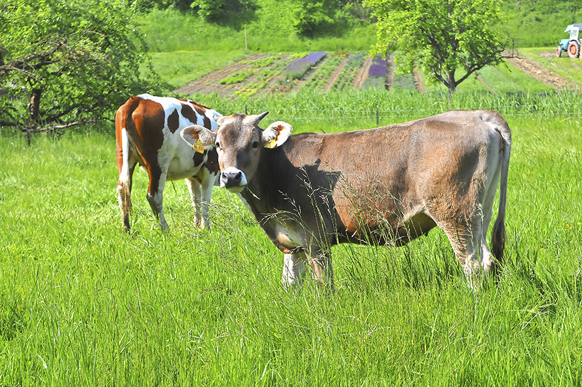 2019 Breitenwegerhof