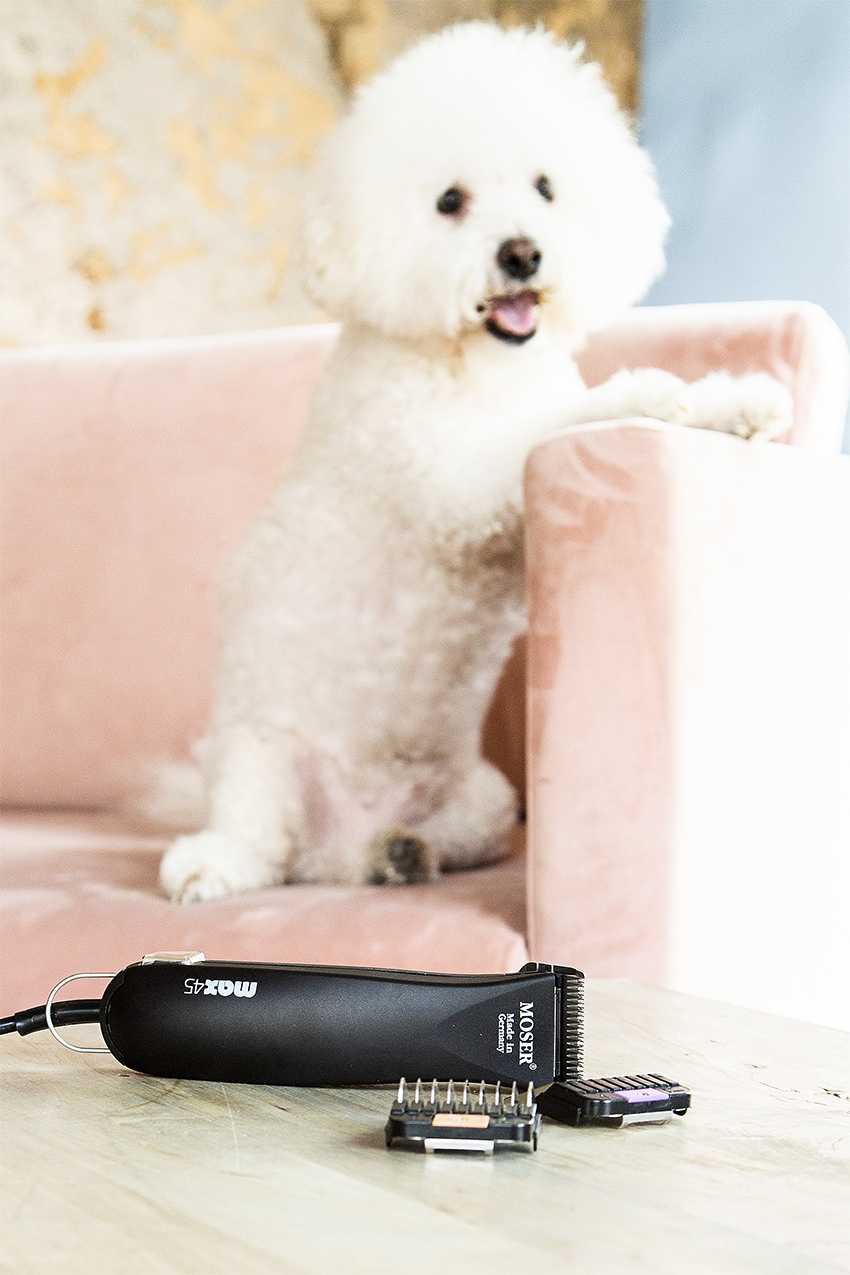 Wis4 21 Unternehmen Moser Hund