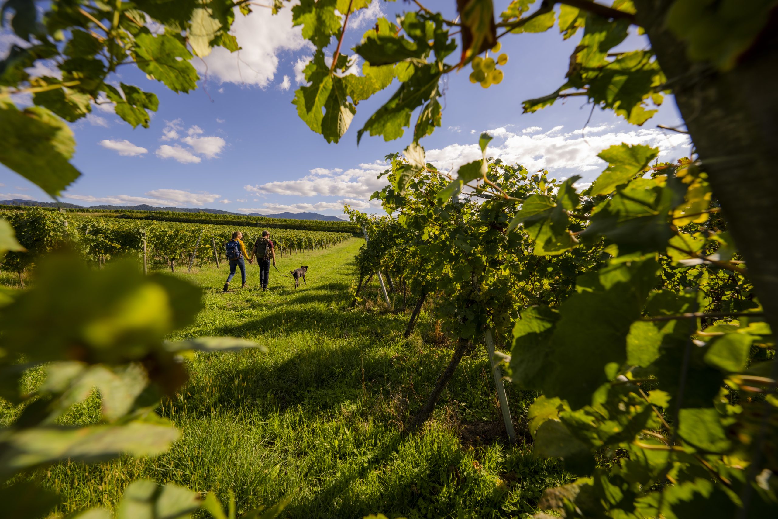 Buggingen Reben Wandern Badische Weinstrasse Schwarzwald Tourismus 4