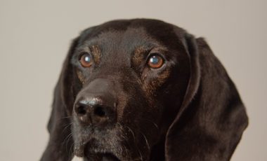 Bürohund Leo