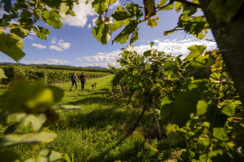 Camping beim Winzer Buggingen